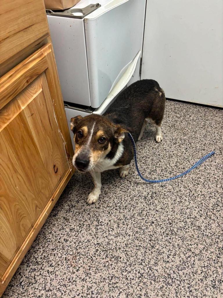 Keno, Adoptable, Adult Male Terrier & Mixed Breed.