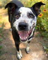 Oreo, Adopted, Young Male Australian Cattle Dog / Blue Heeler.