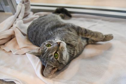 Regina, Adoptable, Young Female Domestic Short Hair & Domestic Short Hair.