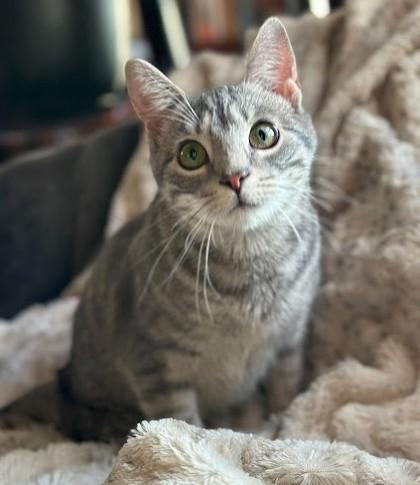 Regina, Adoptable, Young Female Domestic Short Hair & Domestic Short Hair.