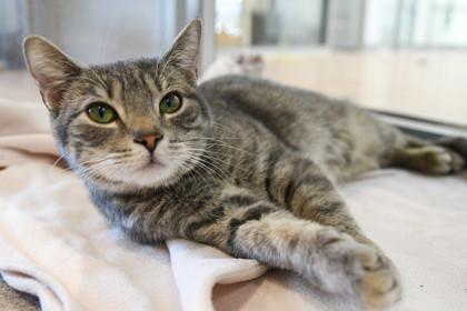 Enlarge Regina, a Adoptable Domestic Short Hair in Ringoes, NJ image 2/3
