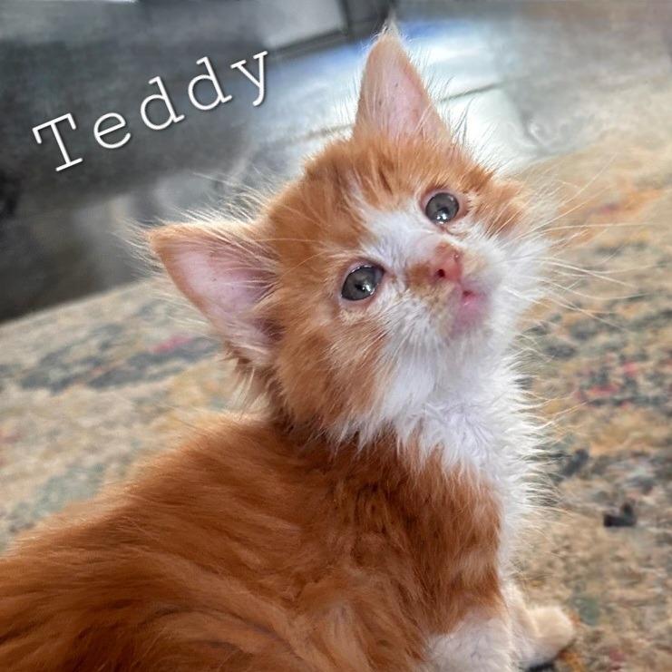 Teddy, Adoptable, Young Male Domestic Long Hair.