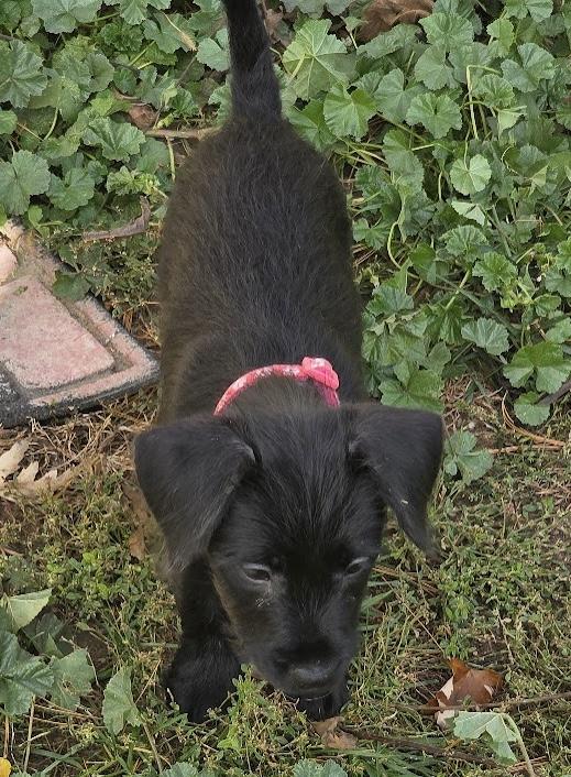 Della. ADOPTED, Adoptable, Puppy Female Terrier.