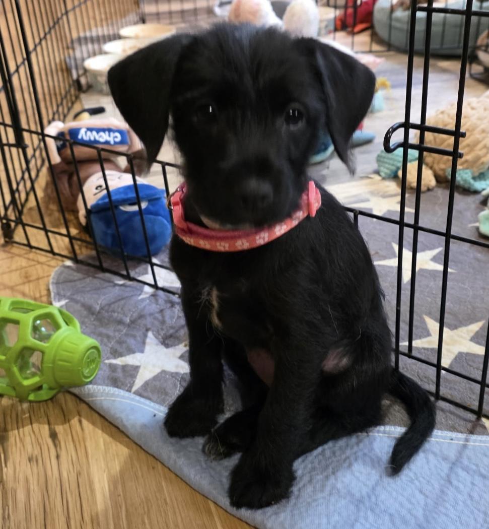 Enlarge Della. ADOPTED, a Adoptable mixed breed in Union Grove, WI image 2/5