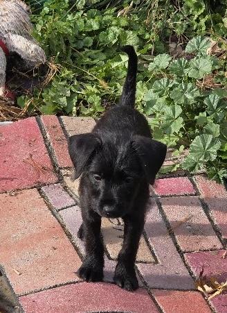 Enlarge Della. ADOPTED, a Adoptable mixed breed in Union Grove, WI image 3/5