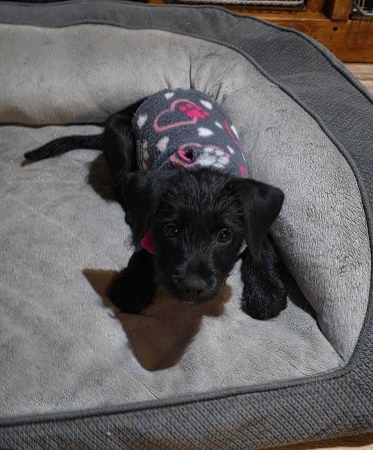 Enlarge Della. ADOPTED, a Adoptable mixed breed in Union Grove, WI image 4/5