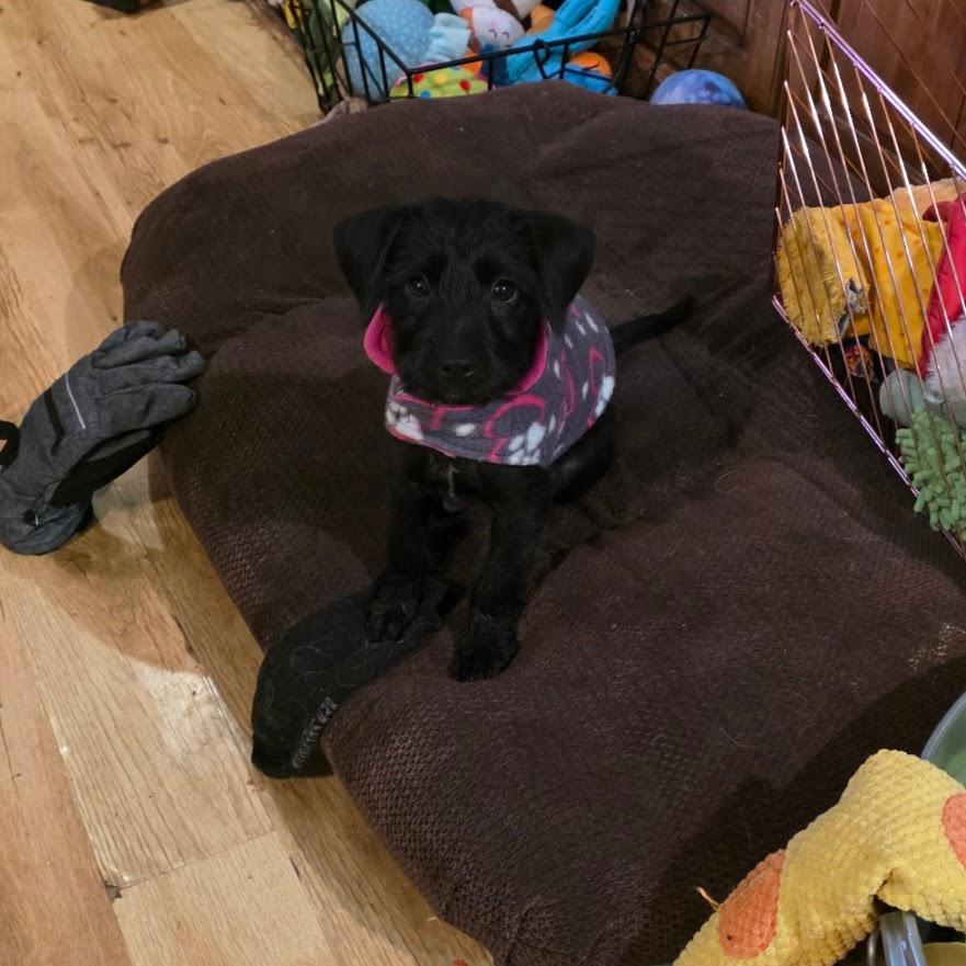 Enlarge Della. ADOPTED, a Adoptable mixed breed in Union Grove, WI image 5/5