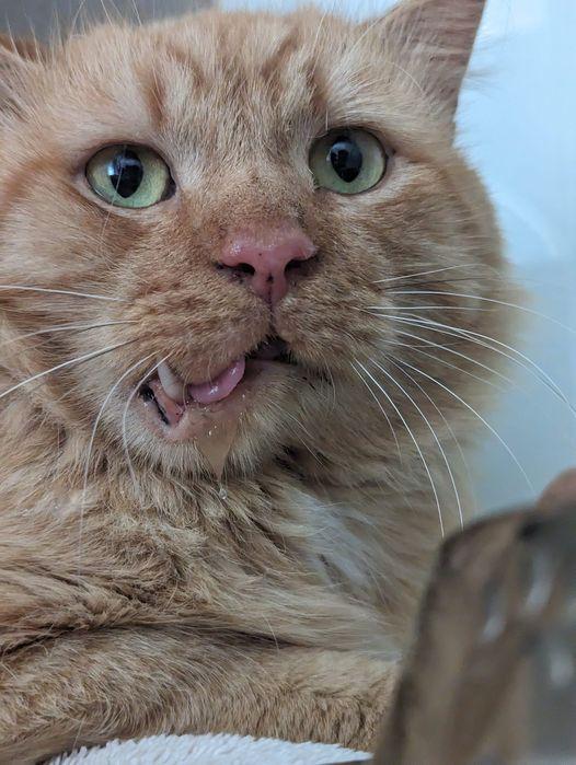 Enlarge Fang, a ADOPTABLE Domestic Long Hair in Kalamazoo, MI image 3/5