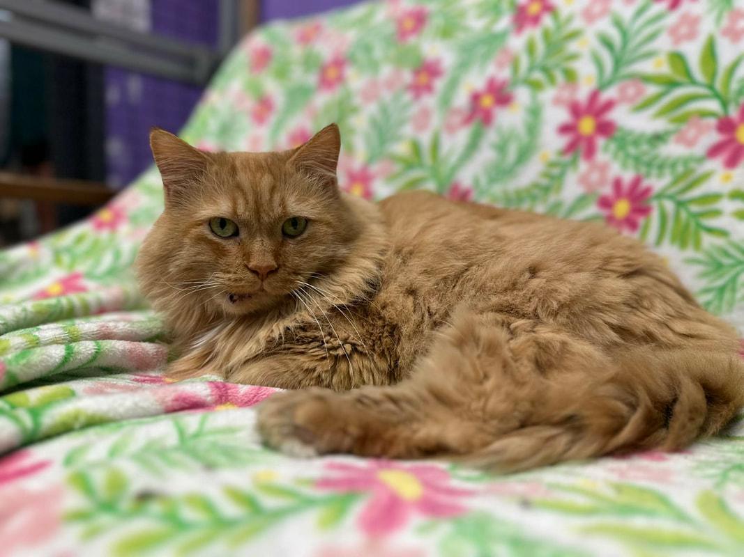 Enlarge Fang, a ADOPTABLE Domestic Long Hair in Kalamazoo, MI image 4/5