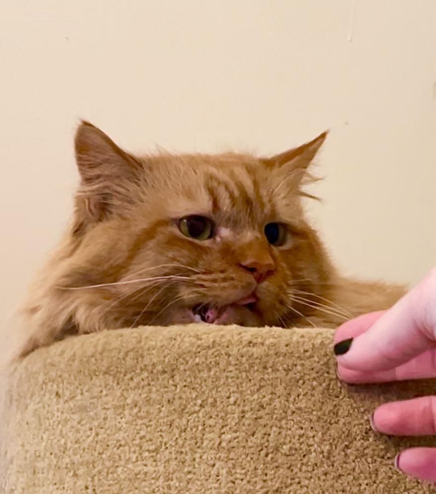 Enlarge Fang, a ADOPTABLE Domestic Long Hair in Kalamazoo, MI image 1/5