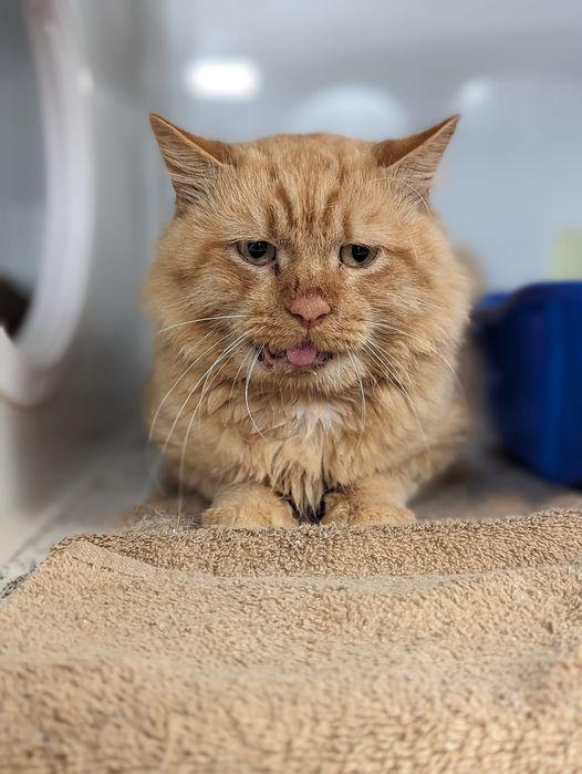Enlarge Fang, a ADOPTABLE Domestic Long Hair in Kalamazoo, MI image 2/5