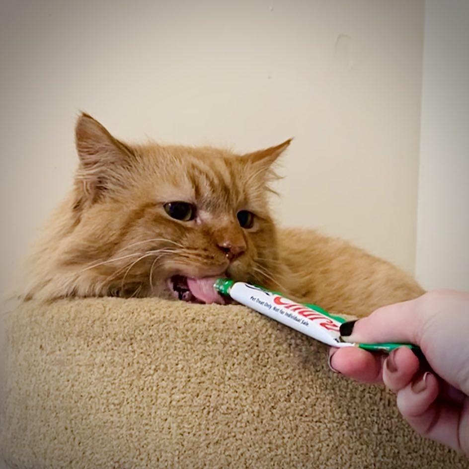 Enlarge Fang, a ADOPTABLE Domestic Long Hair in Kalamazoo, MI image 5/5