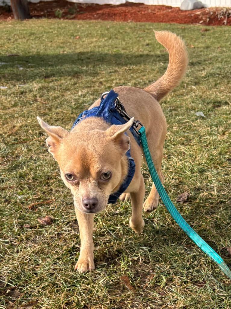 Boston, Adoptable, Young Male Chihuahua.