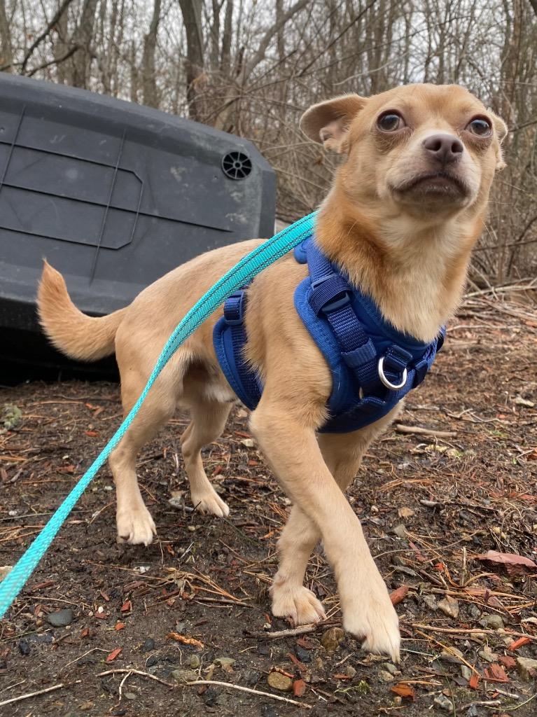 Enlarge Boston, a Adoptable Chihuahua in Fall River, MA image 2/6