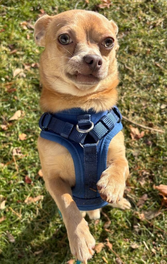 Enlarge Boston, a Adoptable Chihuahua in Fall River, MA image 3/6