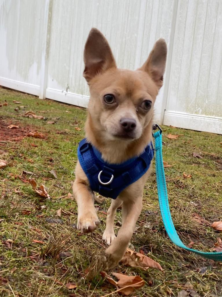 Enlarge Boston, a Adoptable Chihuahua in Fall River, MA image 4/6