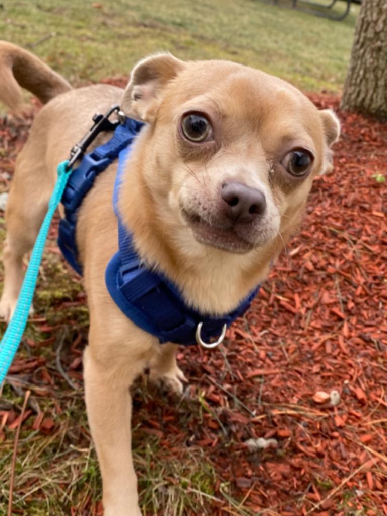 Enlarge Boston, a Adoptable Chihuahua in Fall River, MA image 6/6