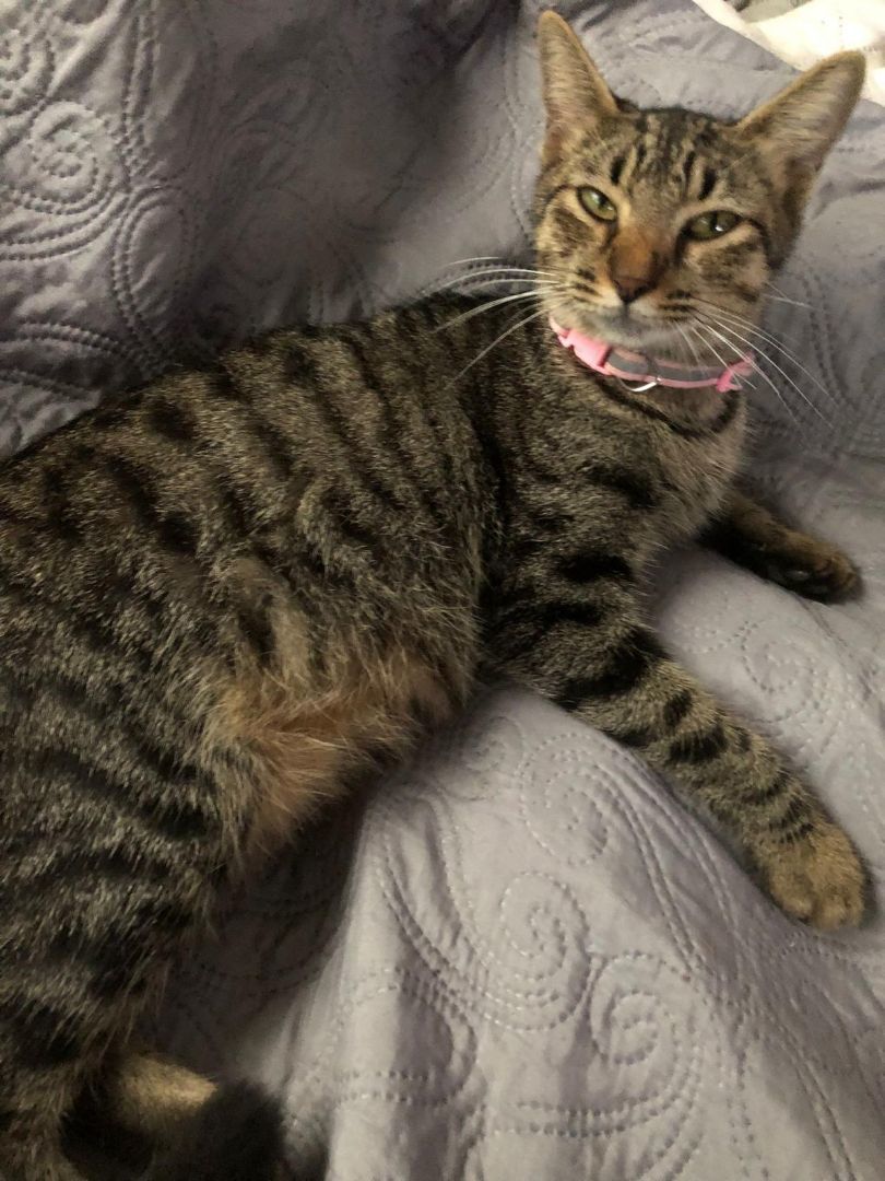 Sarabi, a Adoptable Tabby in Pittsfield, MA image 4/5