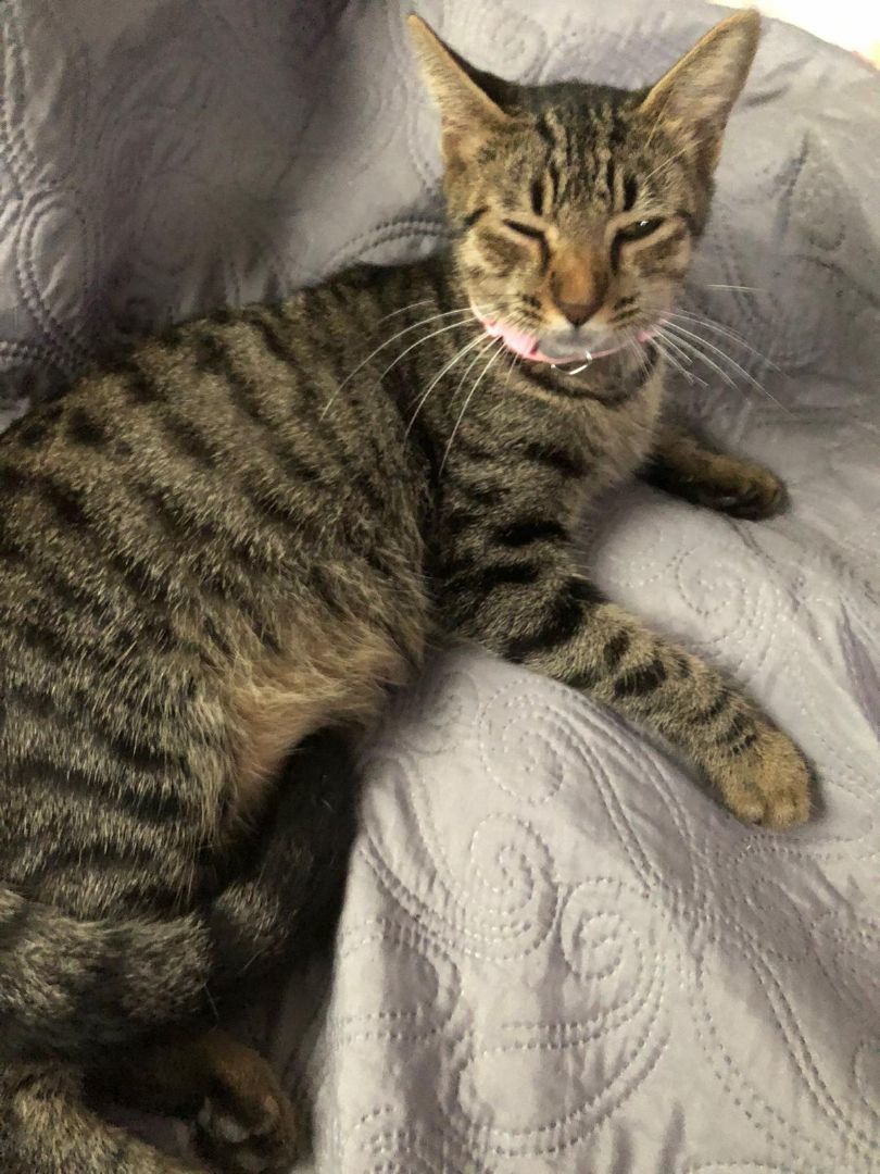 Sarabi, a Adoptable Tabby in Pittsfield, MA image 5/5