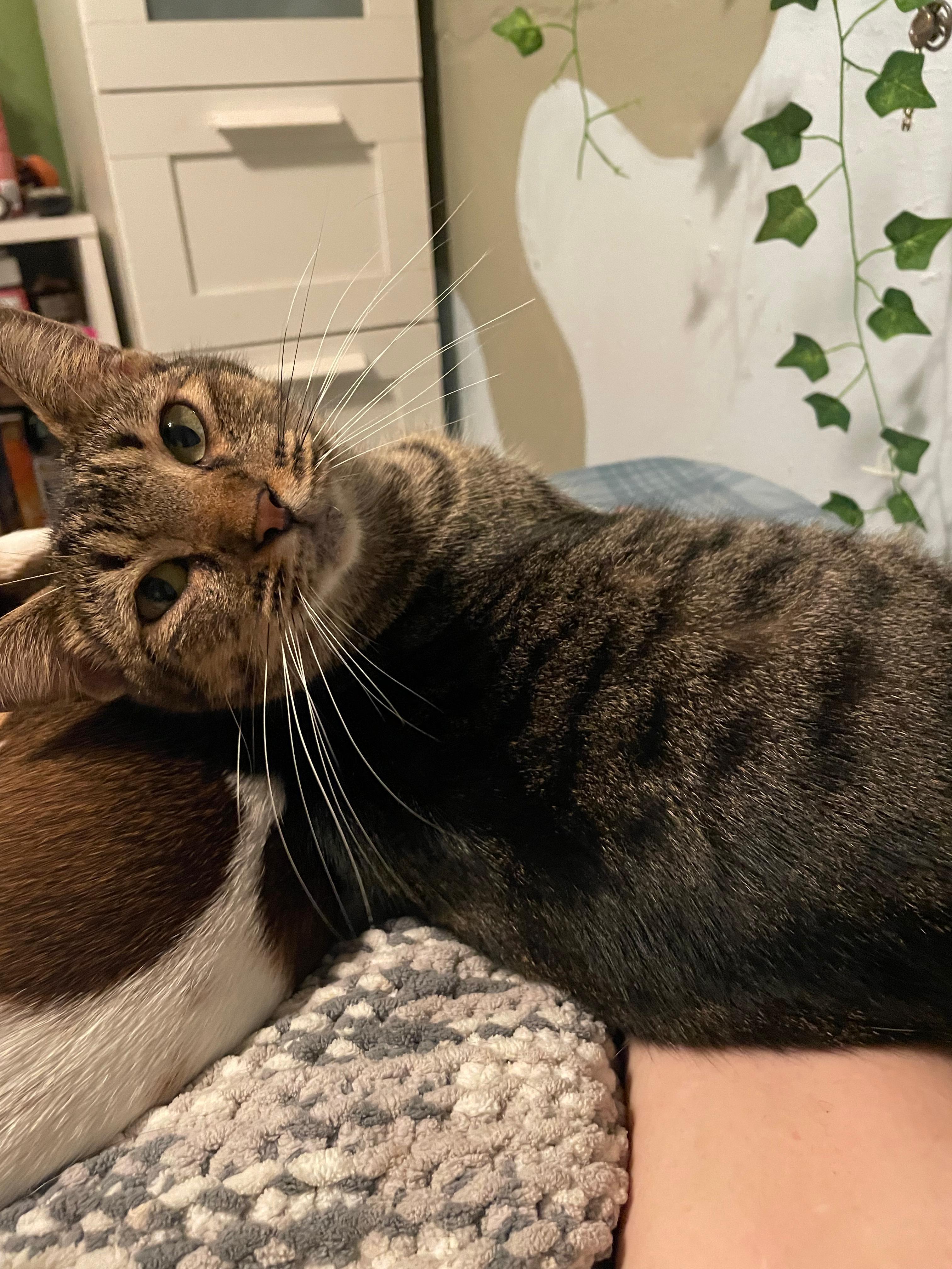 Sarabi, an adoptable Tabby in Pittsfield, MA, 01201 | Photo Image 1