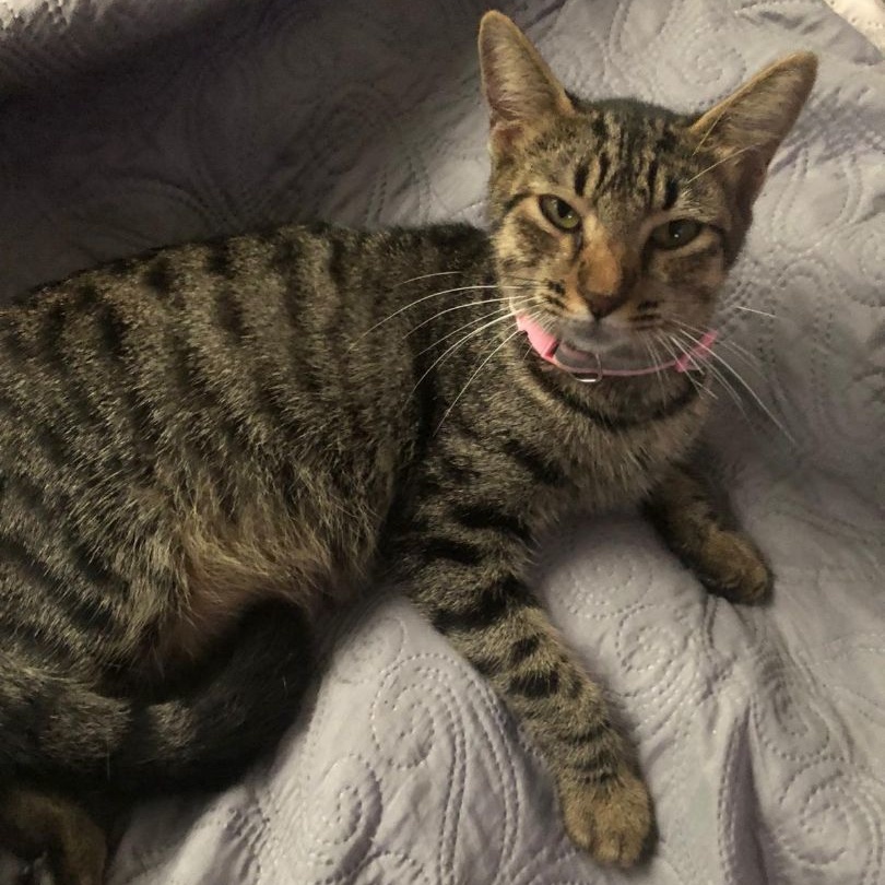 Sarabi, a Adoptable Tabby in Pittsfield, MA image 3/5