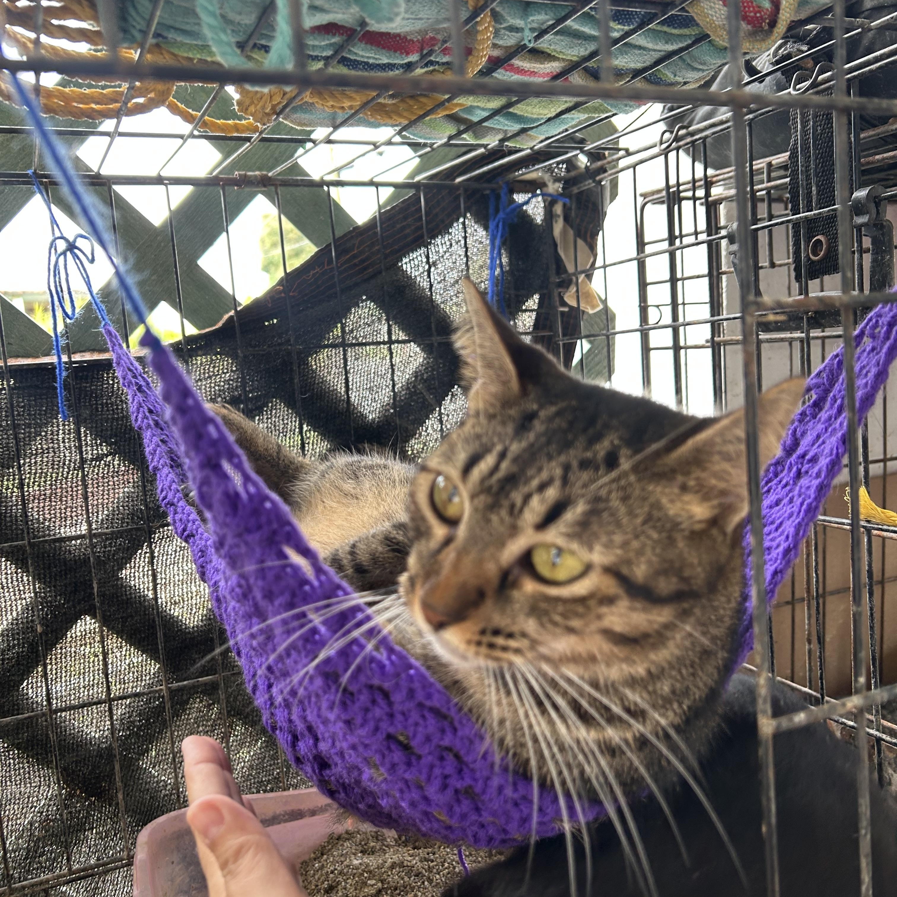 Sarabi, a Adoptable Tabby in Pittsfield, MA image 2/5