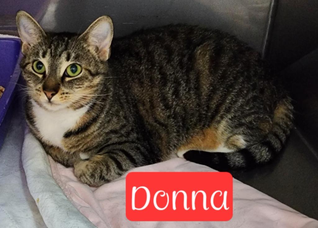 Donna, a Adoptable mixed breed in Jim Thorpe, PA image 5/5