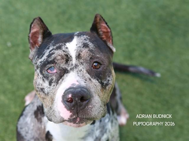 Enlarge BANDIT, a Adoptable mixed breed in Nashville, TN image 1/2
