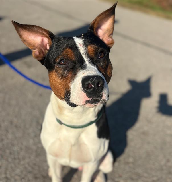 Enlarge BANDIT, a Adoptable Mixed Breed in Nashville, TN image 1/1