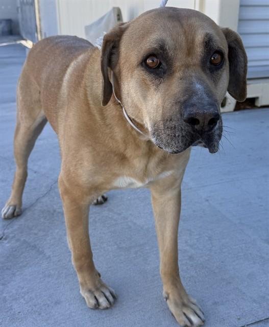 MAXIMUS, Adoptable, Adult Male Labrador Retriever & German Shepherd Dog.