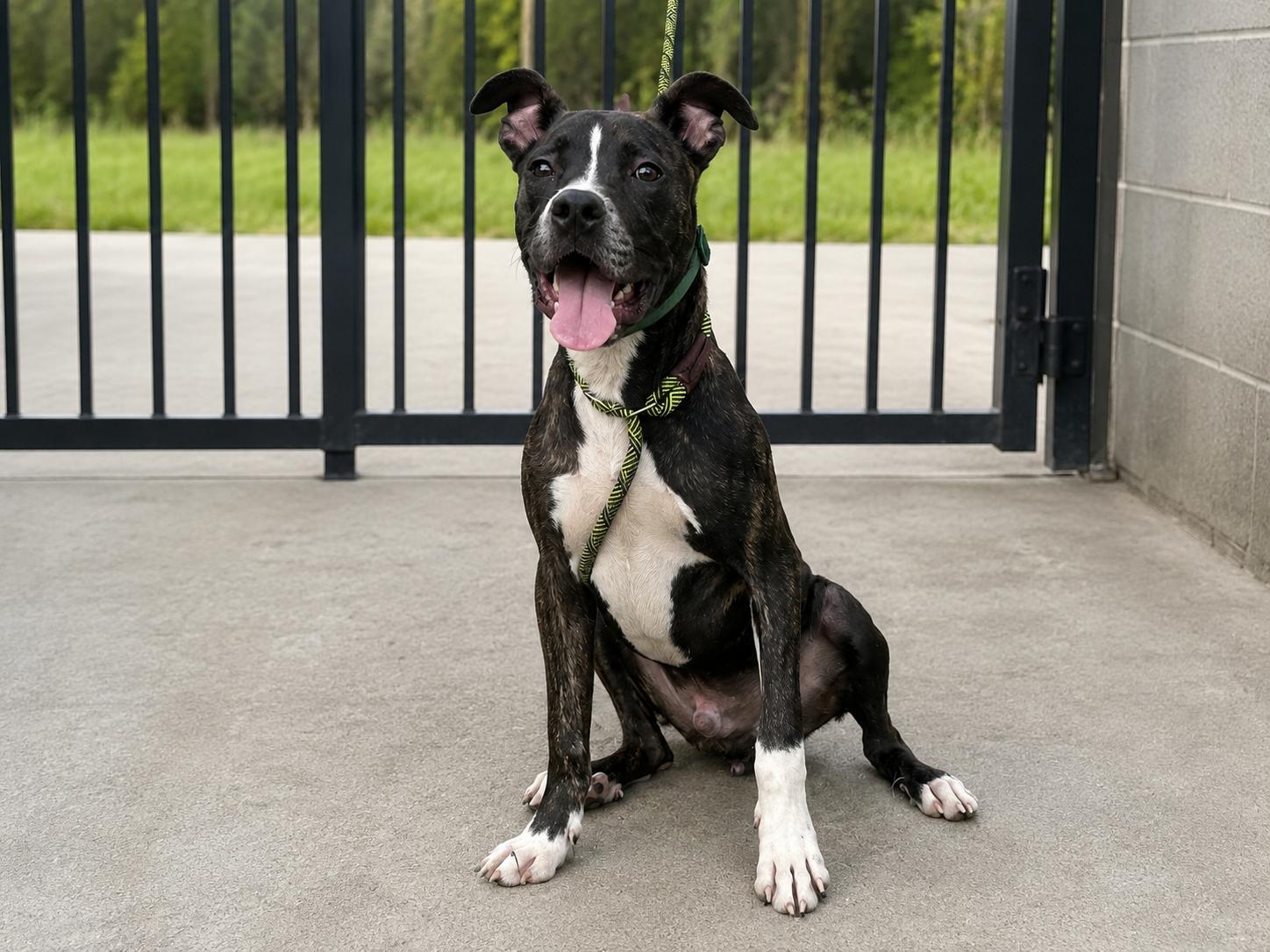 Zoe, ADOPTABLE, Young Male Mixed Breed.