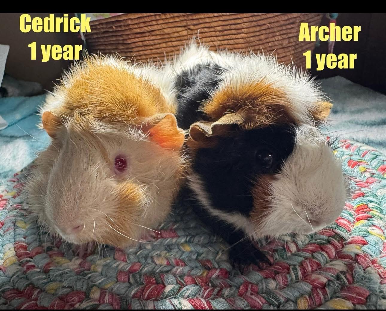 Enlarge Cedric and Archer, a Adopted Abyssinian in Red Oak, IA image 1/1