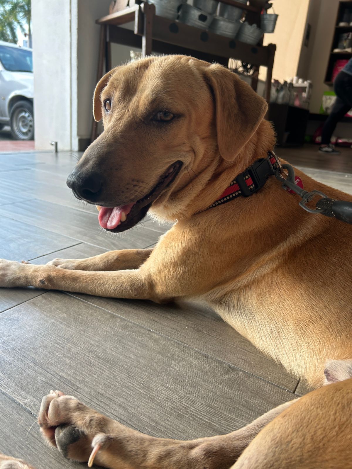 Ringo