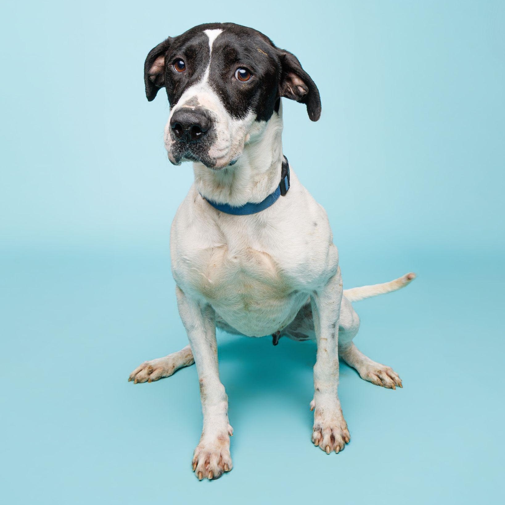 Enlarge Sammy, a ADOPTABLE mixed breed in Waterloo, IA image 1/5