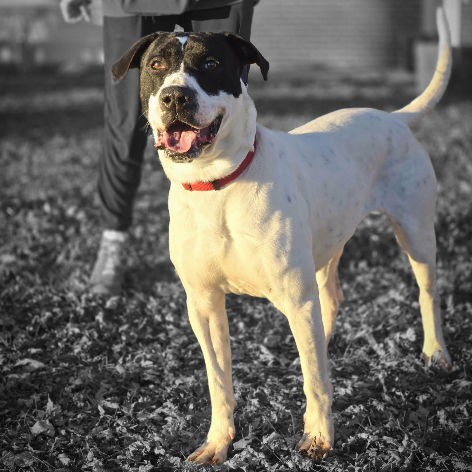 Sammy, a ADOPTABLE mixed breed in Waterloo, IA image 4/4