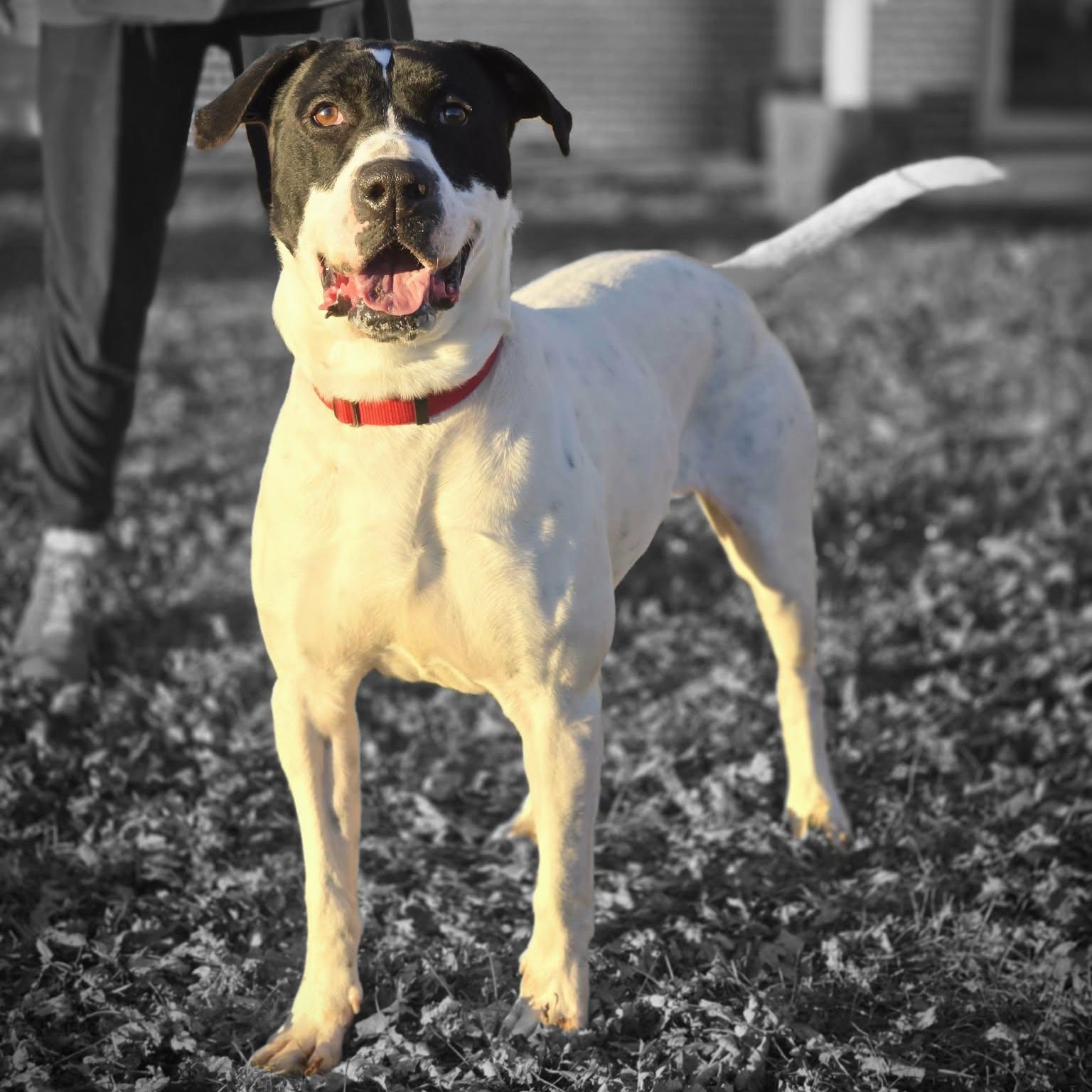Sammy, a ADOPTABLE mixed breed in Waterloo, IA image 3/4