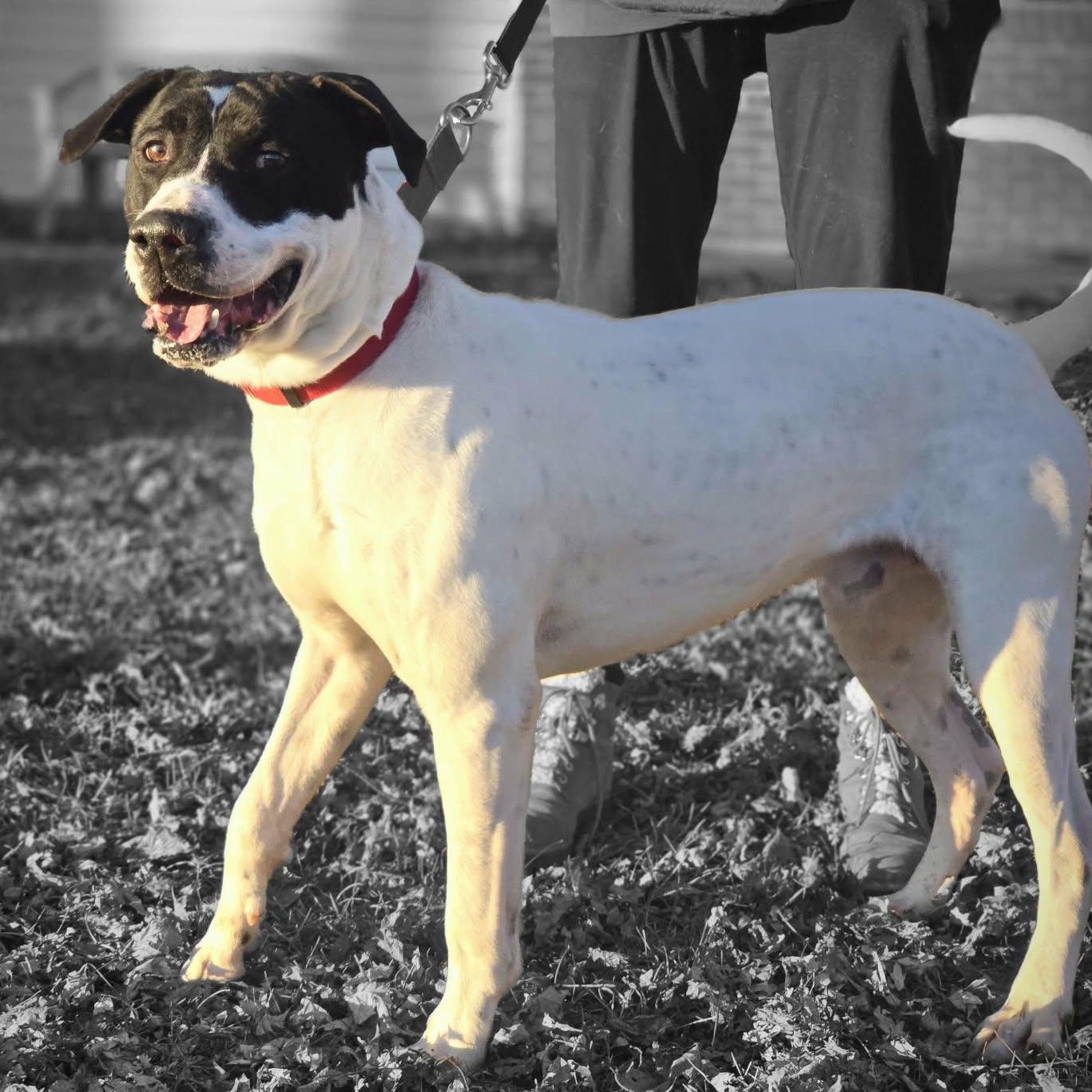 Sammy, a ADOPTABLE mixed breed in Waterloo, IA image 1/4
