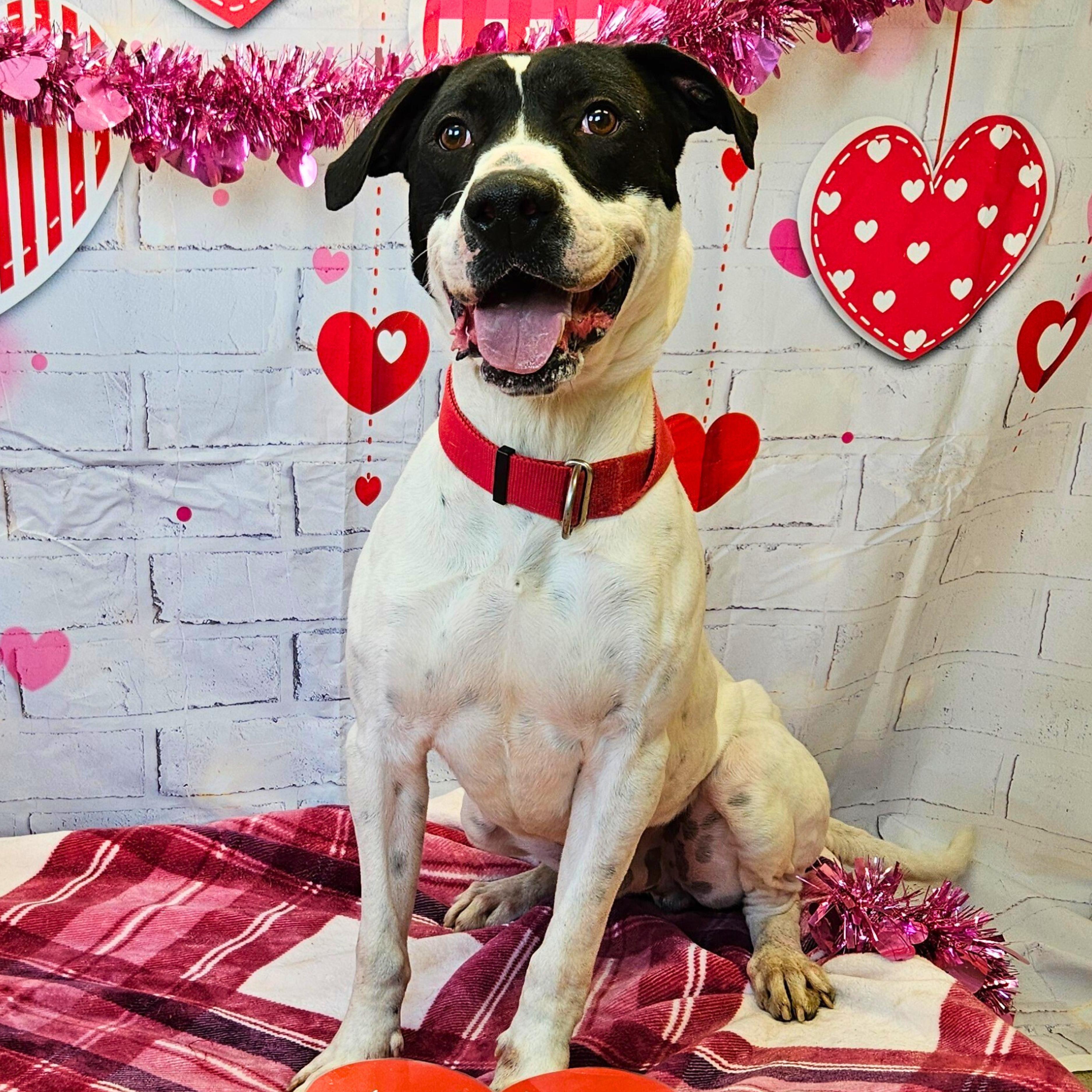 Sammy, a ADOPTABLE mixed breed in Waterloo, IA image 2/4