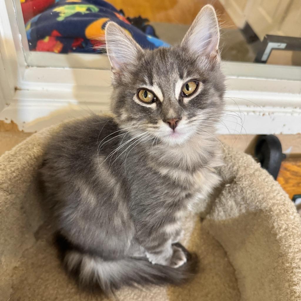 Enlarge Tootsie, a Adopted mixed breed in Cambria, CA image 2/5