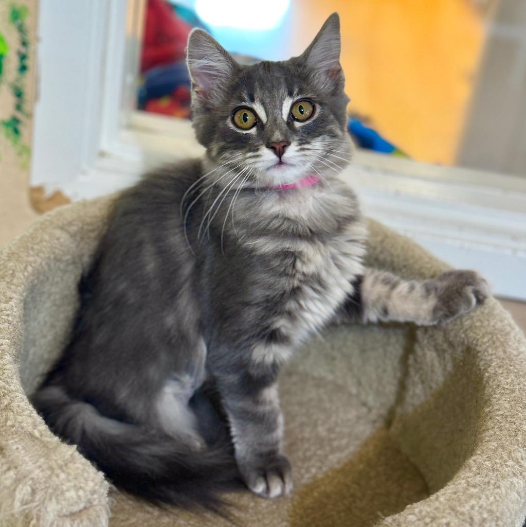 Enlarge Tootsie, a Adopted mixed breed in Cambria, CA image 3/5