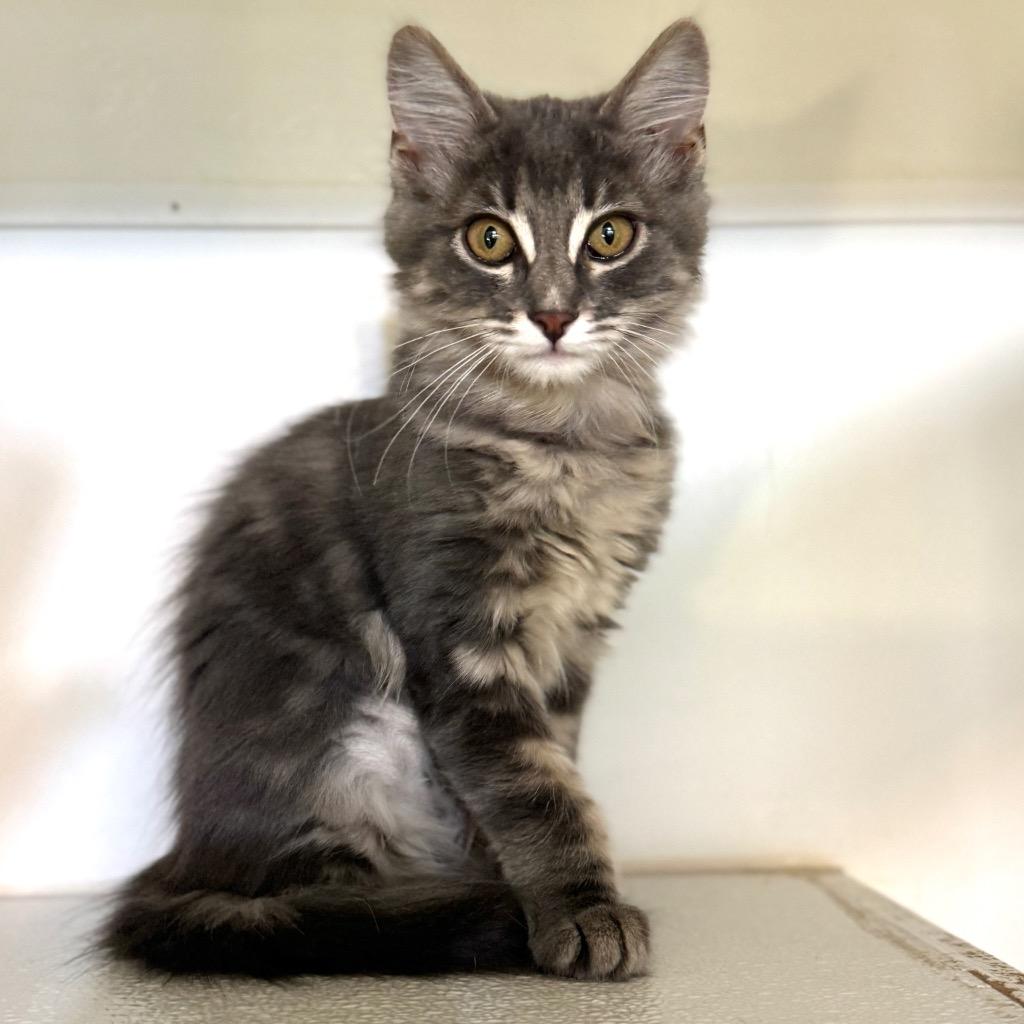 Enlarge Tootsie, a Adopted mixed breed in Cambria, CA image 4/5