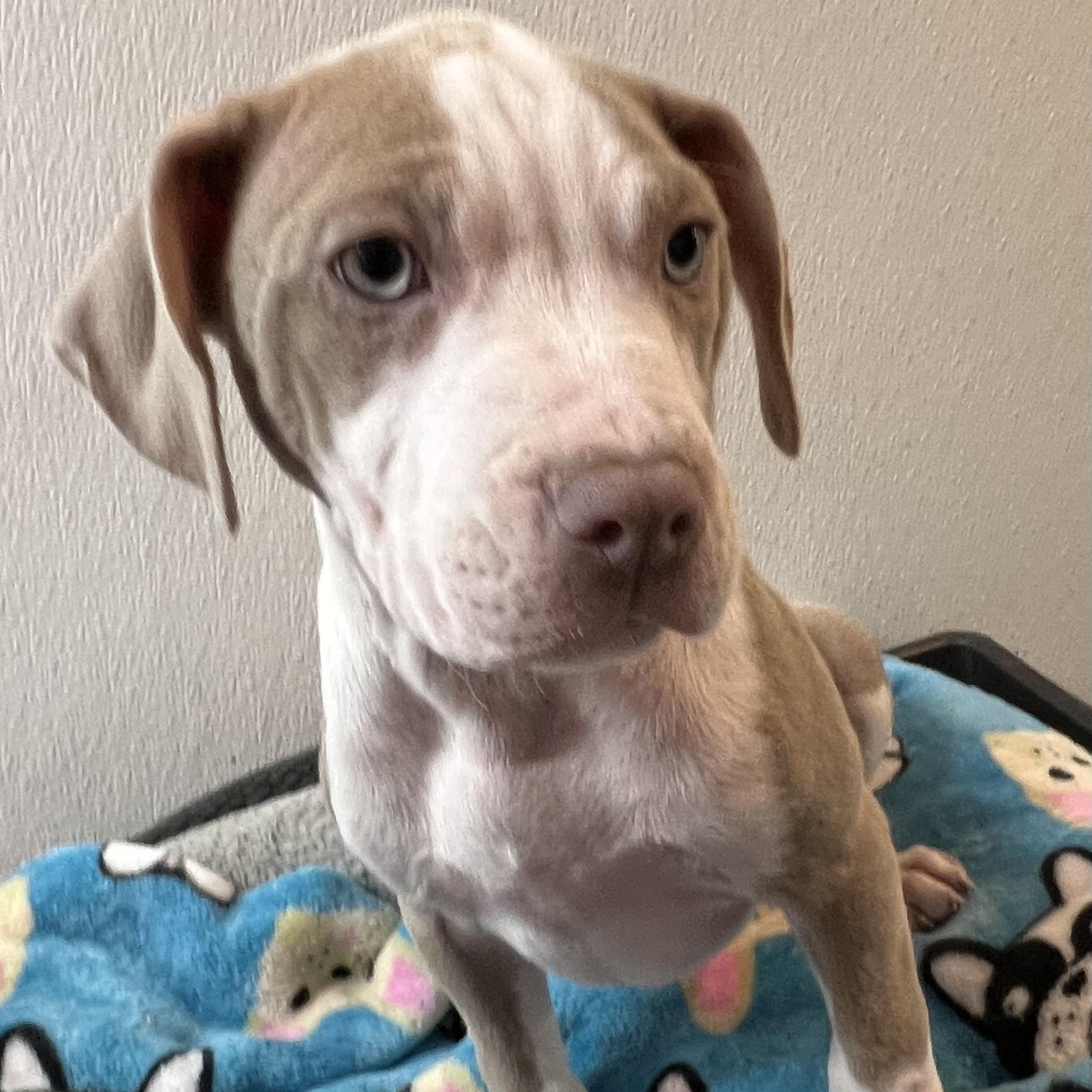 Jersey, adopted, Puppy Female Pit Bull Terrier.