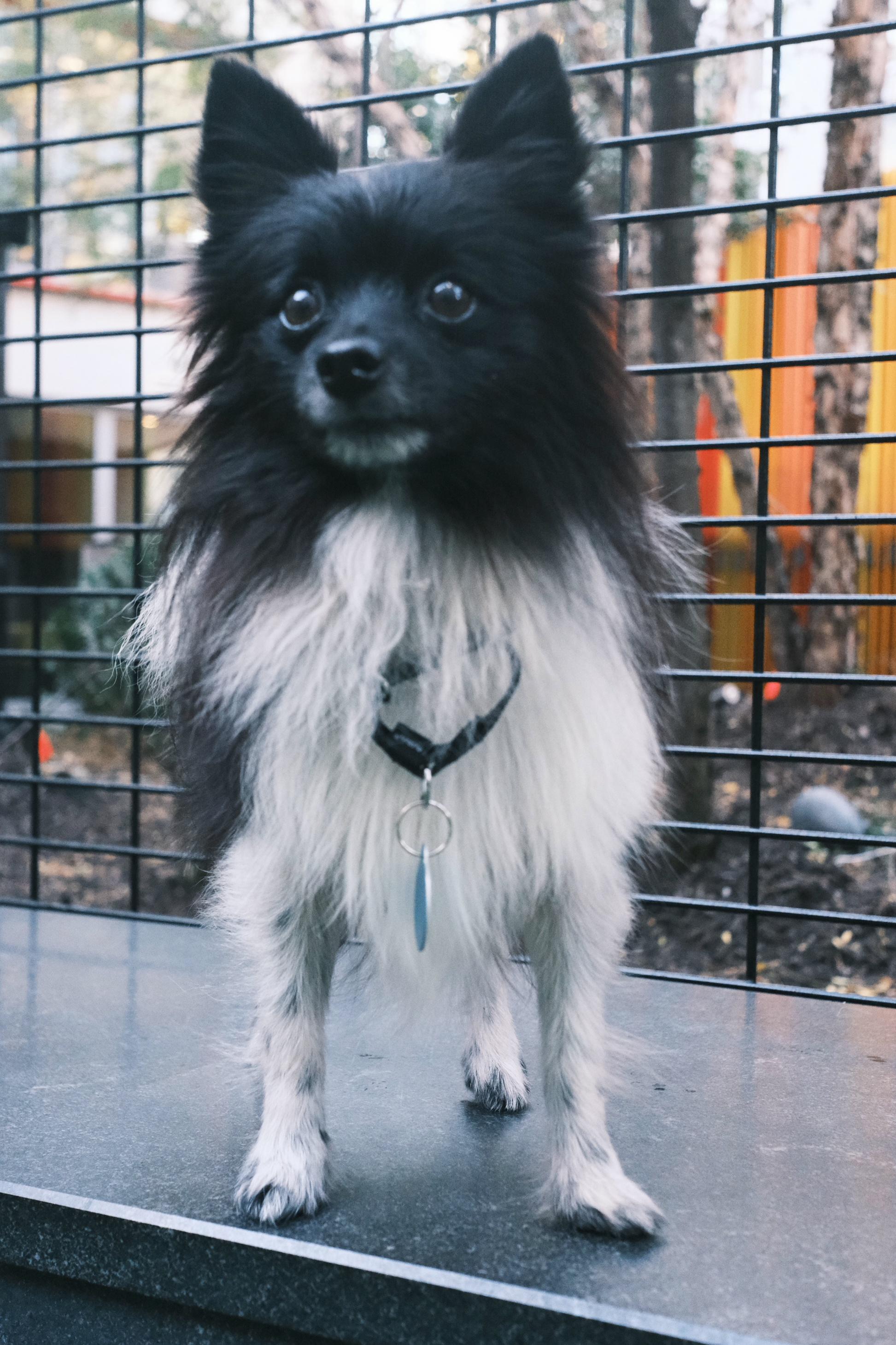 Enlarge Oreo, a Adoptable Pomeranian in Brooklyn, NY image 3/6