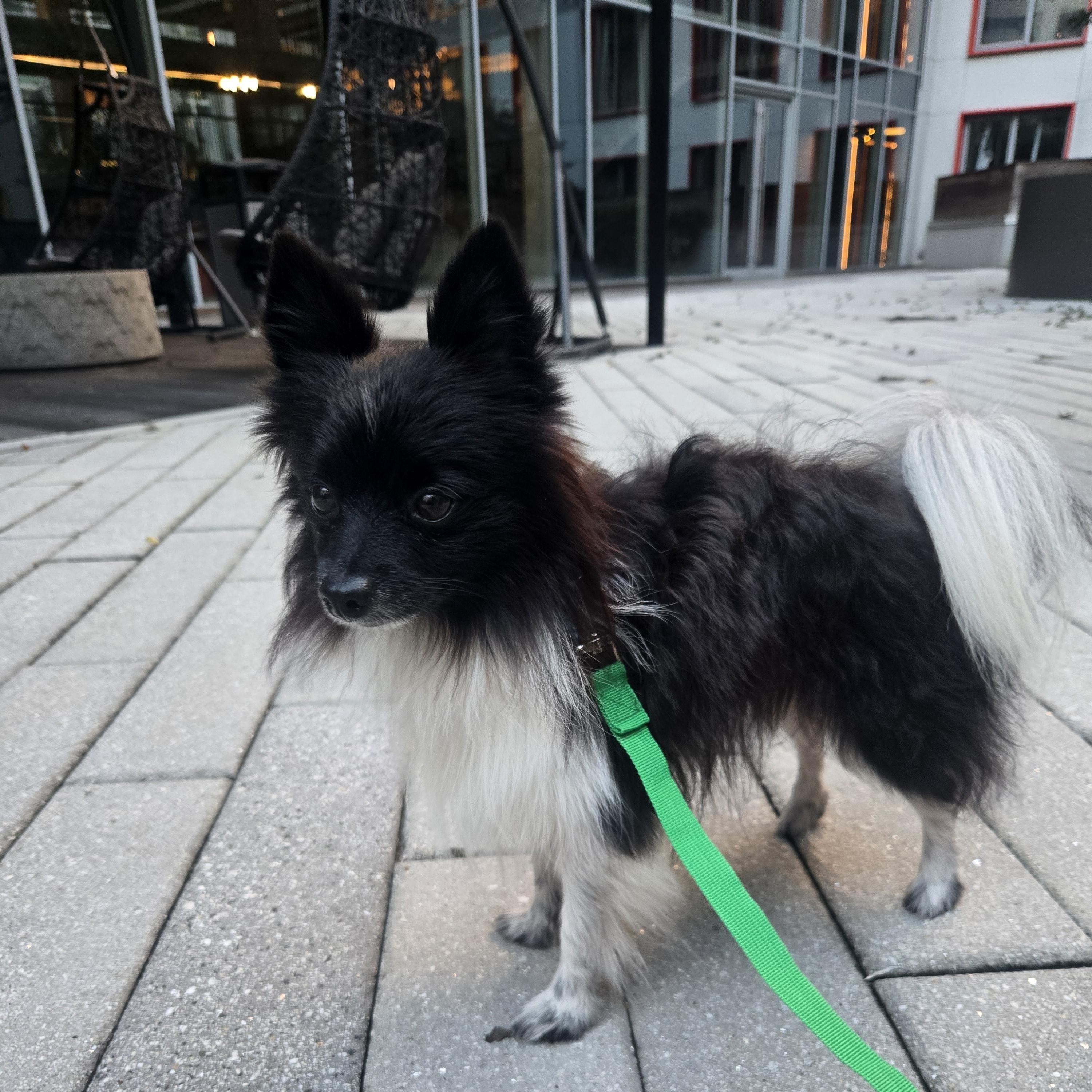 Enlarge Oreo, a Adoptable Pomeranian in Brooklyn, NY image 2/6