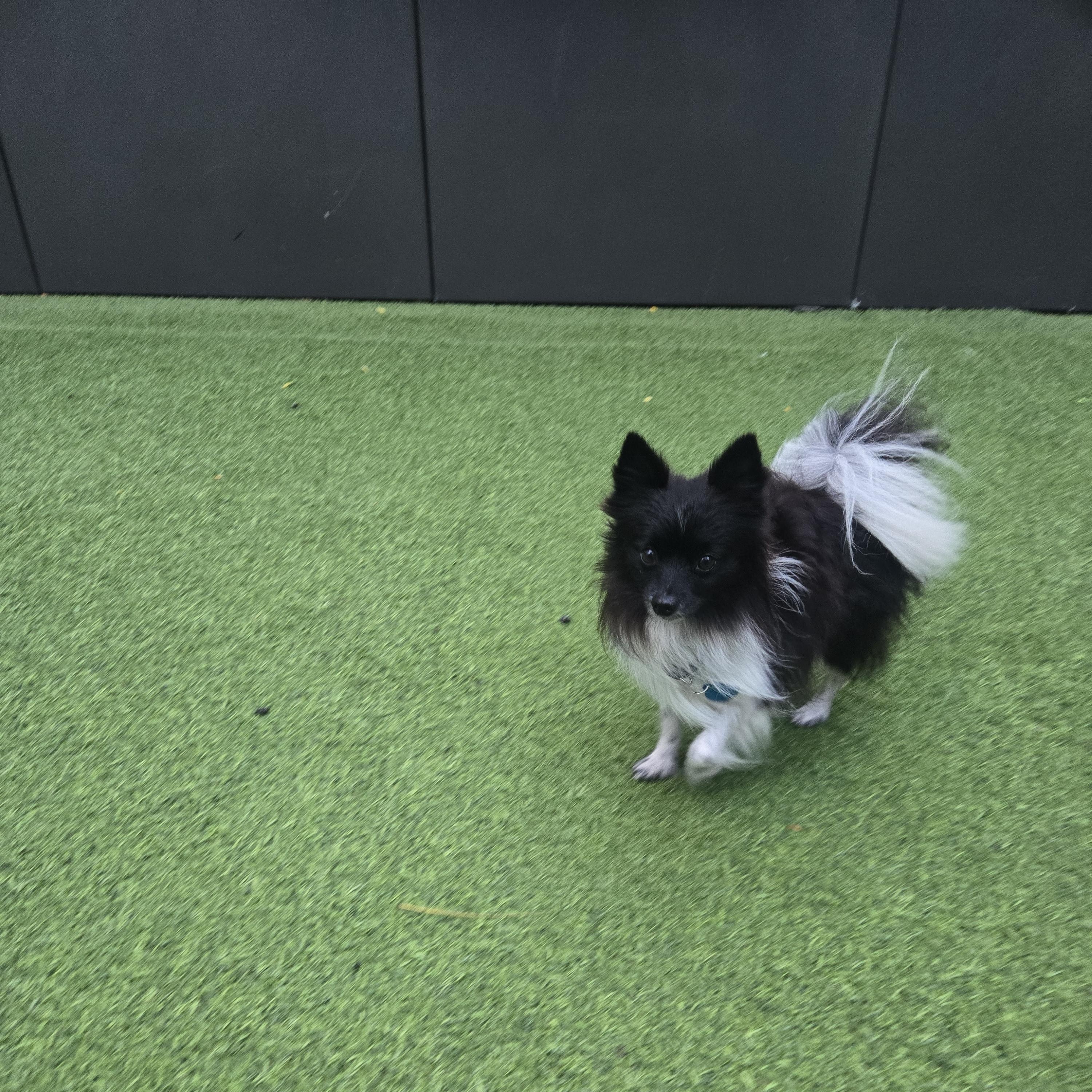 Enlarge Oreo, a Adoptable Pomeranian in Brooklyn, NY image 5/6