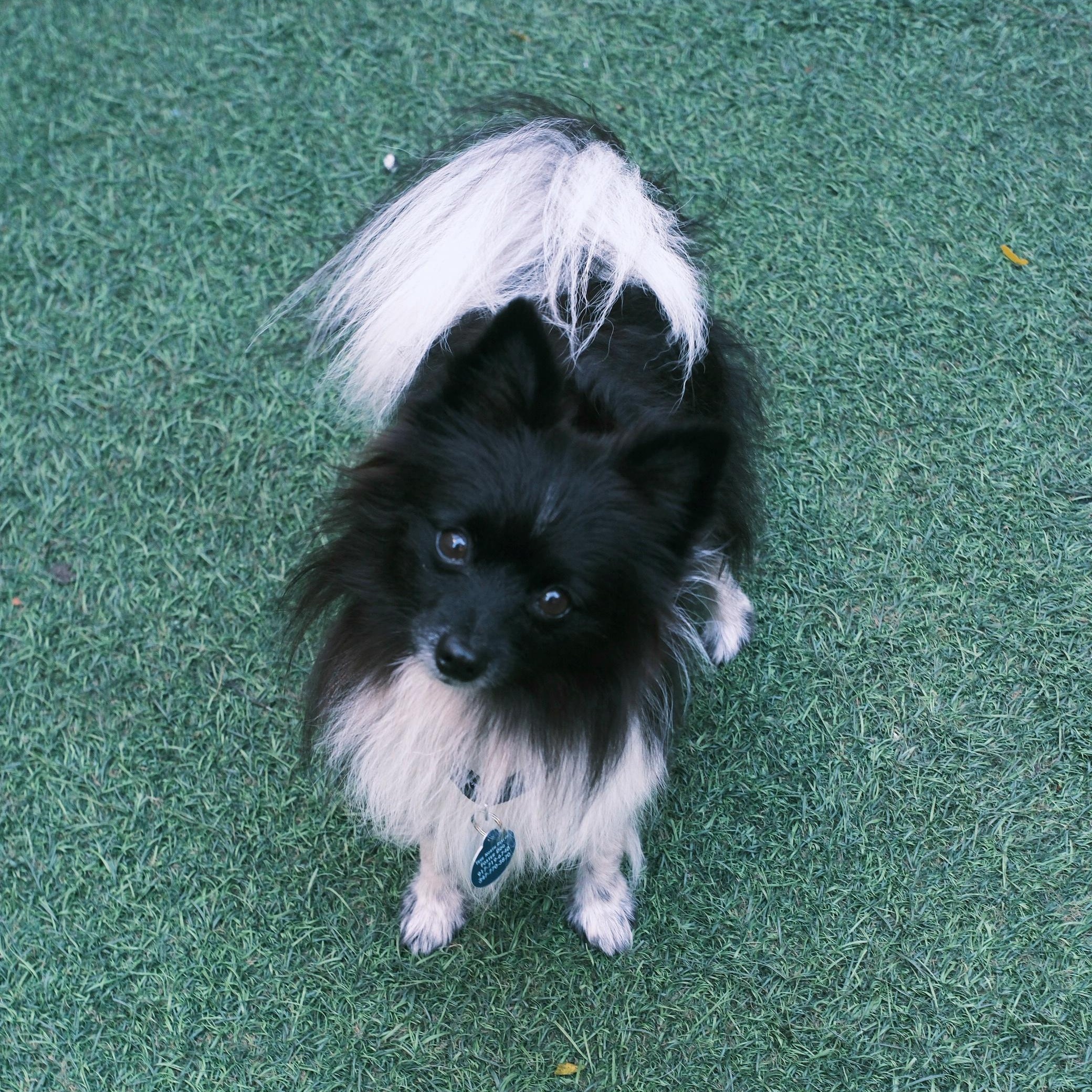 Oreo, Adoptable, Senior Male Pomeranian.