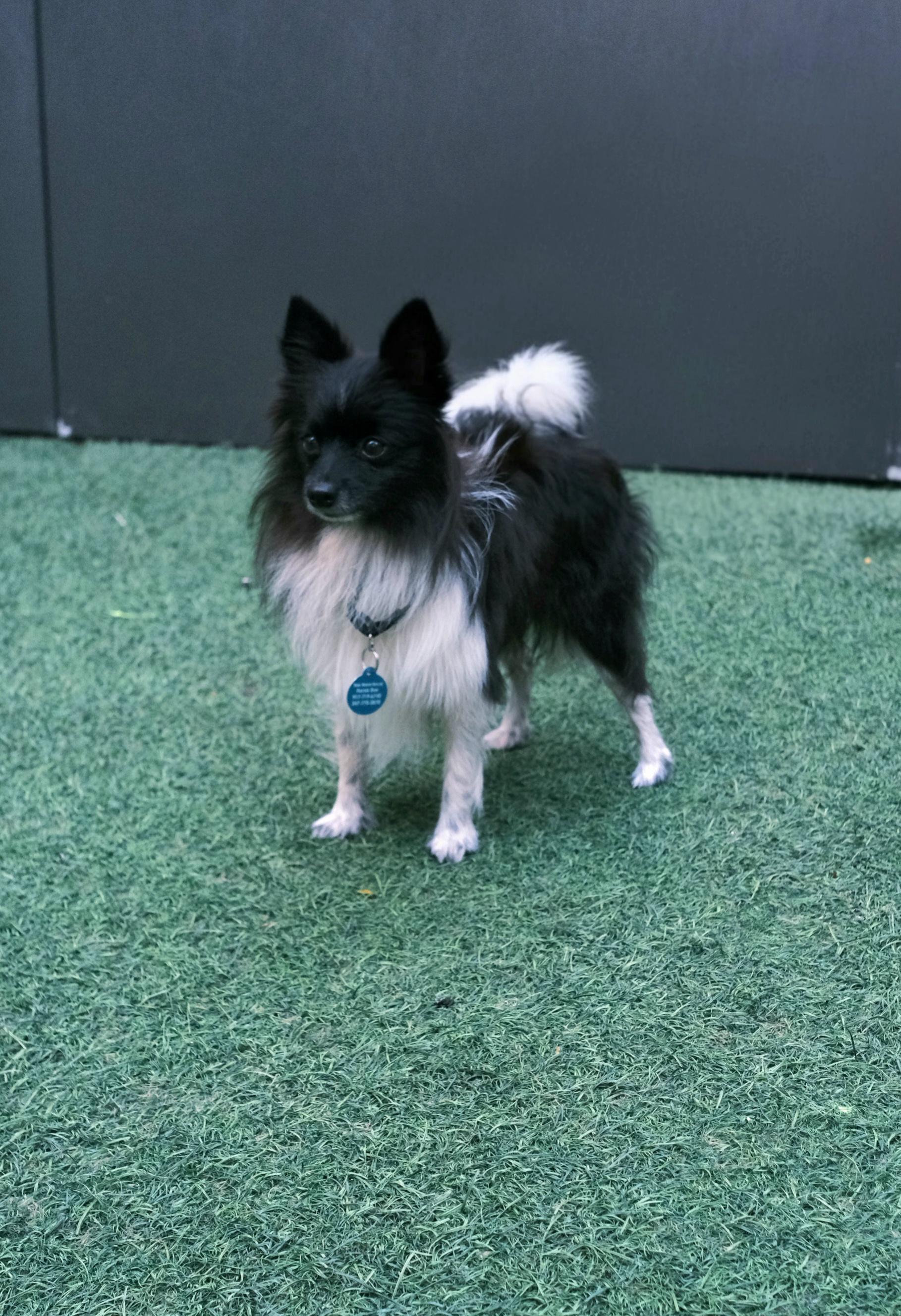 Enlarge Oreo, a Adoptable Pomeranian in Brooklyn, NY image 4/6