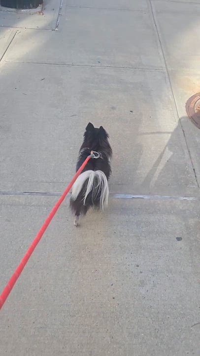 Enlarge Oreo, a Adoptable Pomeranian in Brooklyn, NY video 6/6