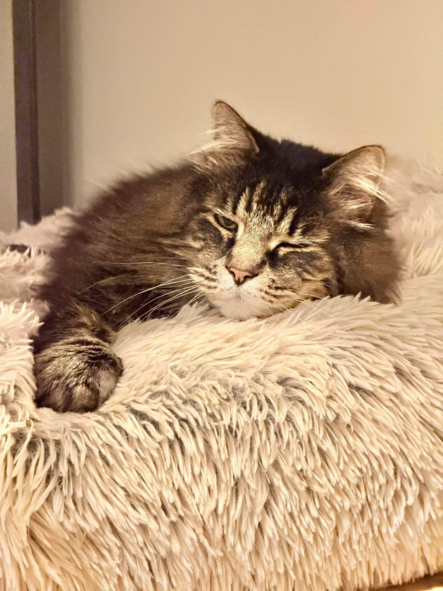 Reginald “Reggie” , a ADOPTABLE mixed breed in Fort Oglethorpe, GA image 6/6