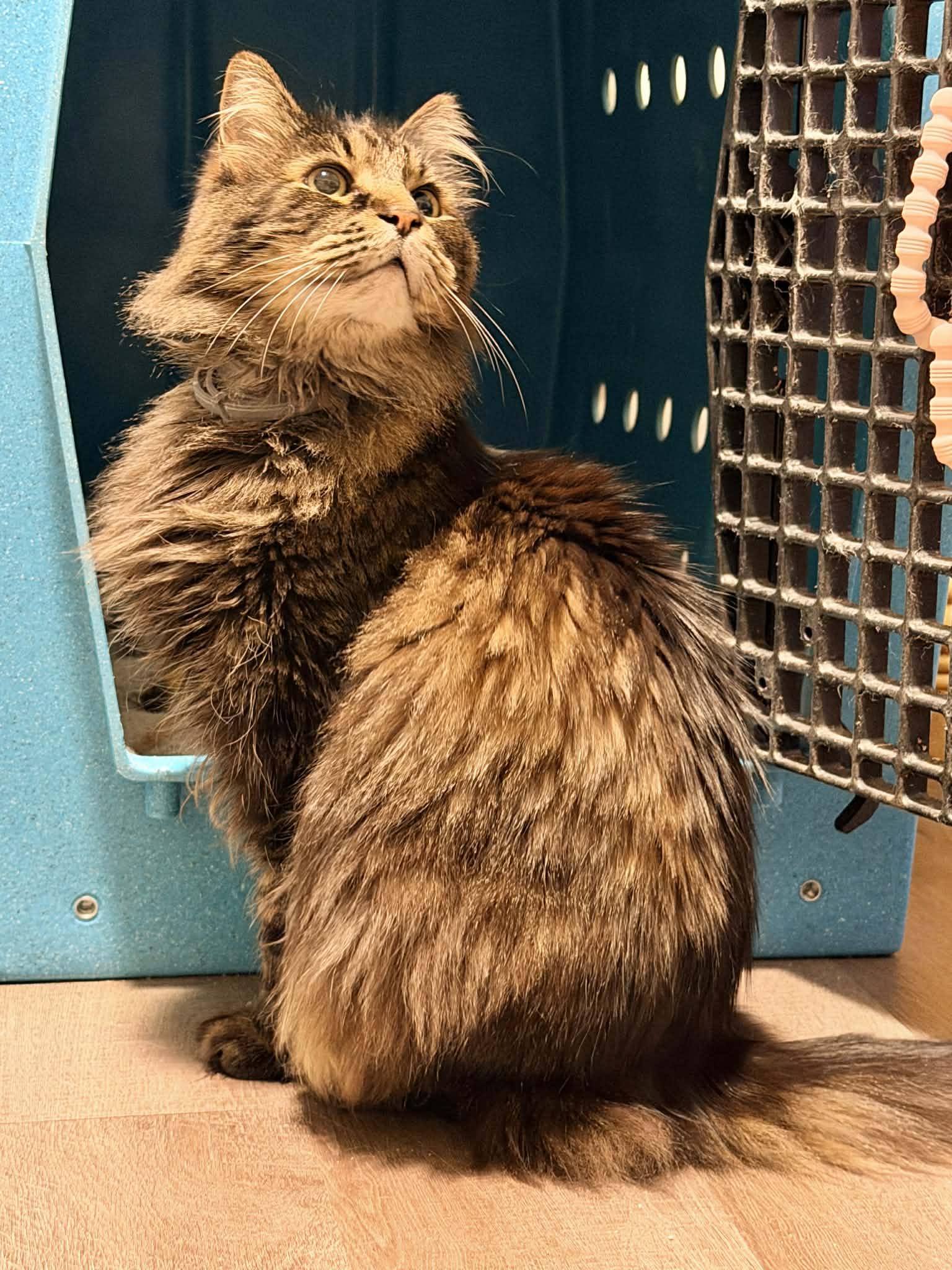 Reginald “Reggie” , a ADOPTABLE mixed breed in Fort Oglethorpe, GA image 3/6